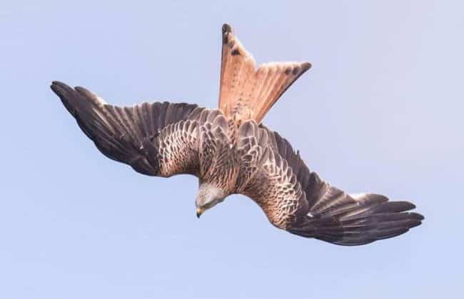 A swooping red kite, illustrating Shakespeare's saying'one fell swoop'