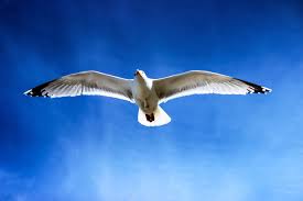 seagull from below flying in blue sky
