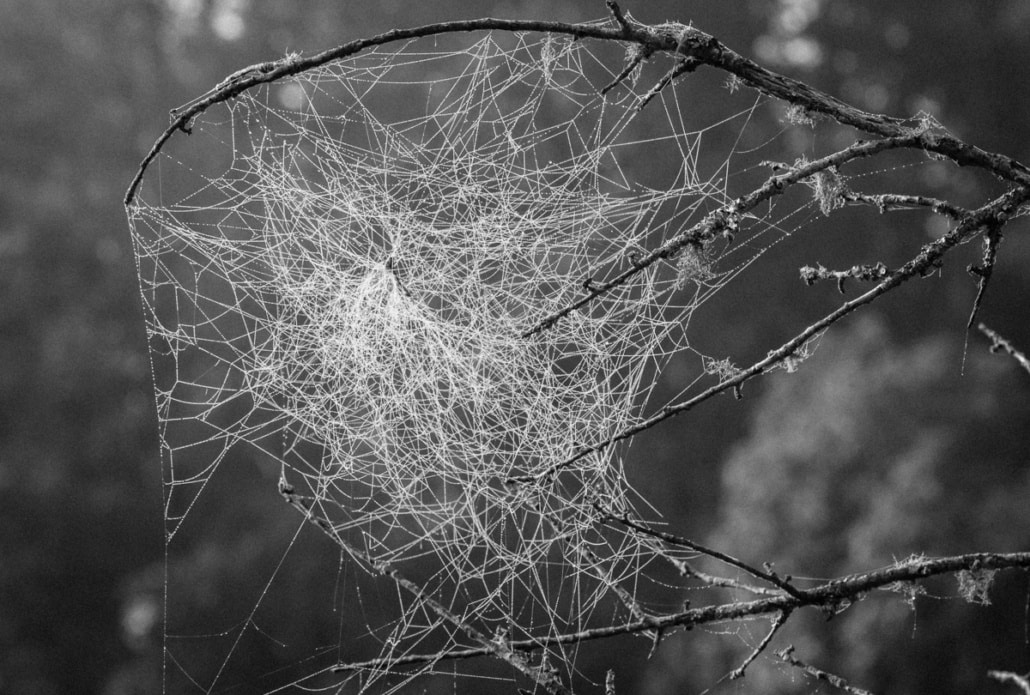 Oh what a tangled web we weave - photo of tangled spider webs in black and white